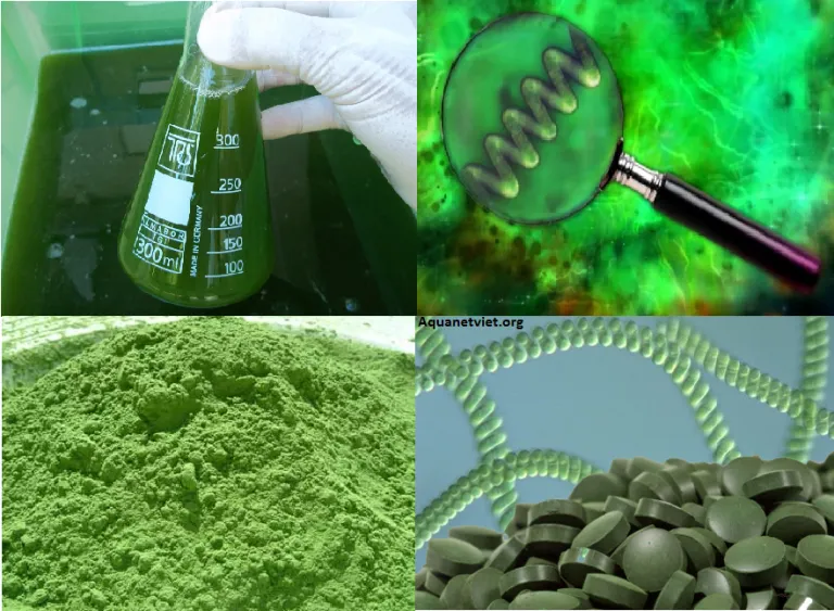 Tác dụng của tảo xoắn SPIRULINA